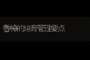 香樟的培育管理要点