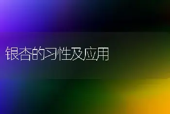 银杏的习性及应用