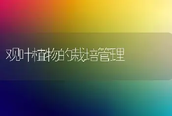 秋栽枣树做到八好