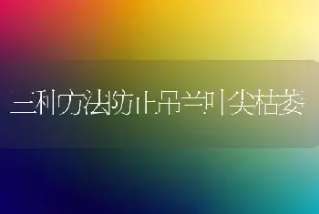 三种方法防止吊兰叶尖枯萎