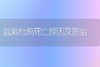 盆栽杜鹃死亡原因及防治