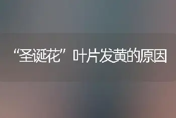 “圣诞花”叶片发黄的原因