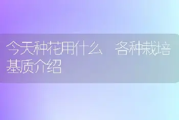 今天种花用什么　各种栽培基质介绍