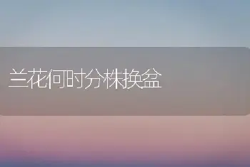 兰花何时分株换盆