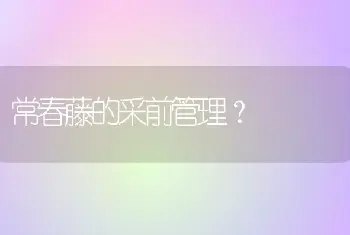 常春藤的采前管理？