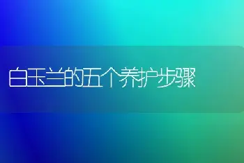 白玉兰的五个养护步骤