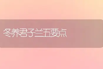 冬养君子兰五要点