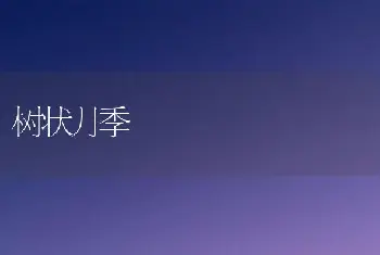 树状月季