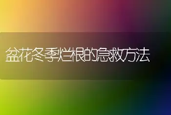 盆花冬季烂根的急救方法