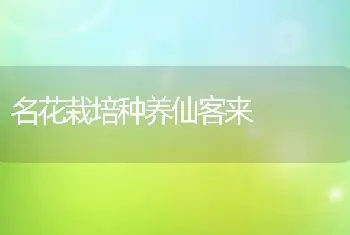 名花栽培种养仙客来