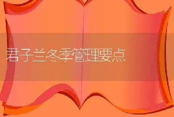 君子兰冬季管理要点