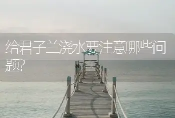 给君子兰浇水要注意哪些问题?