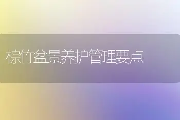 棕竹盆景养护管理要点