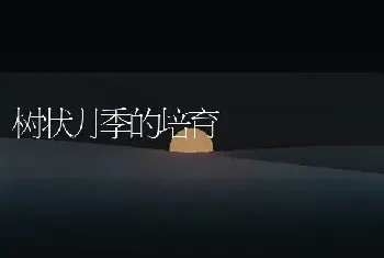 树状月季的培育