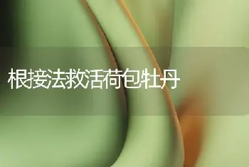 根接法救活荷包牡丹