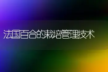 法国百合的栽培管理技术