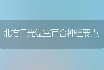 北方日光温室百合种植要点