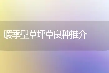 暖季型草坪草良种推介