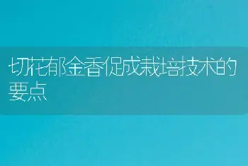 切花郁金香促成栽培技术的要点