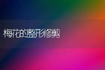 梅花的整形修剪