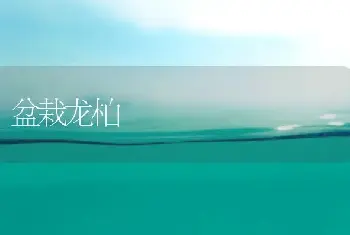 盆栽龙柏