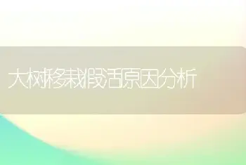 大树移栽假活原因分析