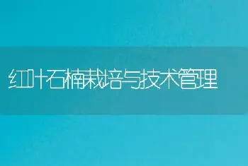 红叶石楠栽培与技术管理