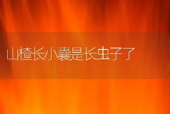 山楂长小囊是长虫子了