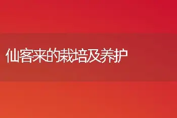 仙客来的栽培及养护