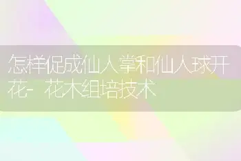 怎样促成仙人掌和仙人球开花-花木组培技术