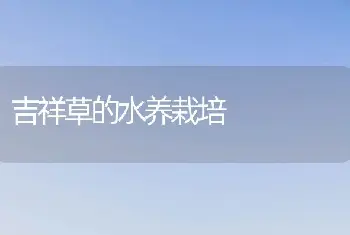 吉祥草的水养栽培