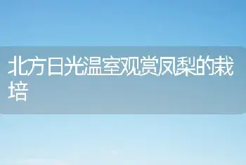 北方日光温室观赏凤梨的栽培