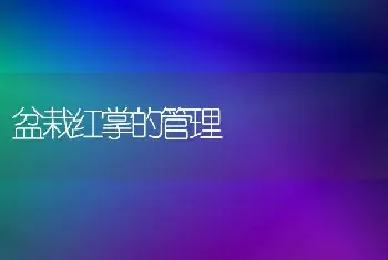 盆栽红掌的管理