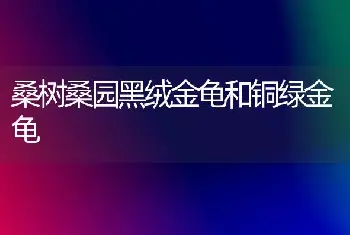 桑树桑园黑绒金龟和铜绿金龟