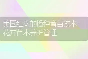 美国红枫的播种育苗技术-花卉苗木养护管理