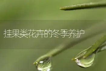 挂果类花卉的冬季养护