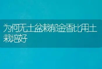 为何无土盆栽郁金香比用土栽培好