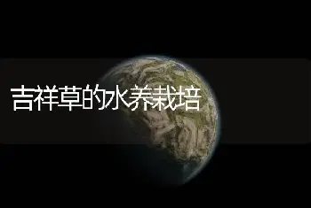 吉祥草的水养栽培