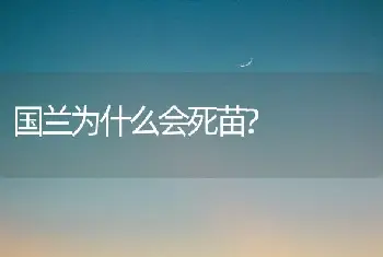 国兰为什么会死苗?