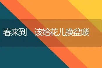 春来到 该给花儿换盆喽