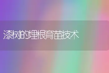 漆树的埋根育苗技术