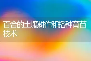 杨树育苗的后期管理