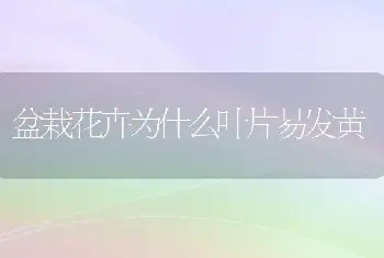 盆栽花卉为什么叶片易发黄