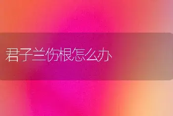 君子兰伤根怎么办