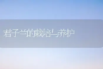 君子兰的栽培与养护