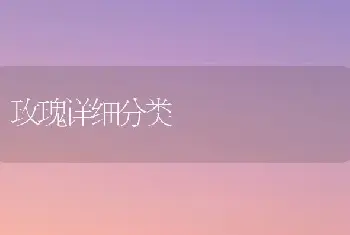 玫瑰详细分类