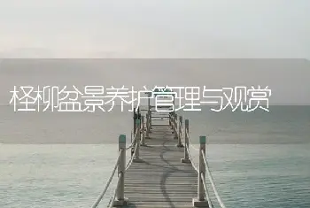 柽柳盆景养护管理与观赏