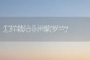 怎样栽培非洲紫罗兰？