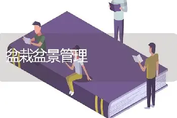 盆栽盆景管理