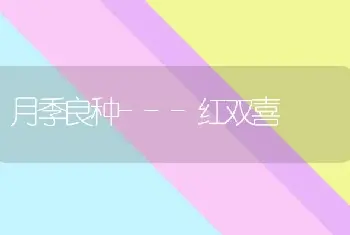 月季良种---红双喜